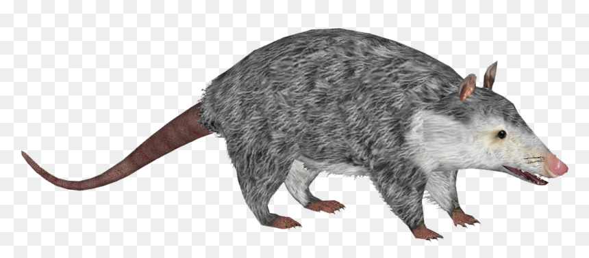 Thumb Image - Rat, HD Png Download - opossum png