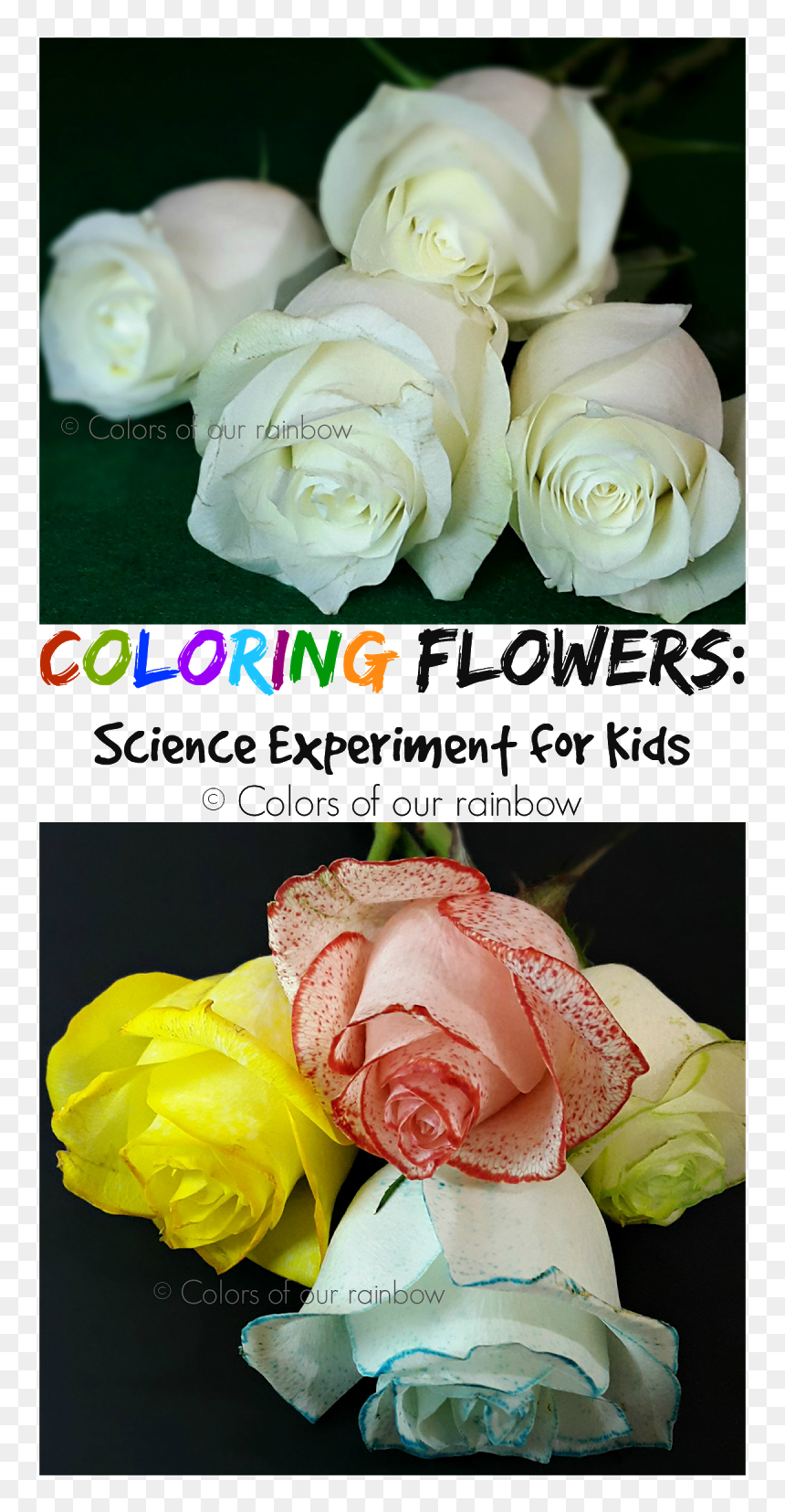 Coloring Flowers Experiment @colorsofourrainbow - Garden Roses, HD Png Download - colorful flowers png