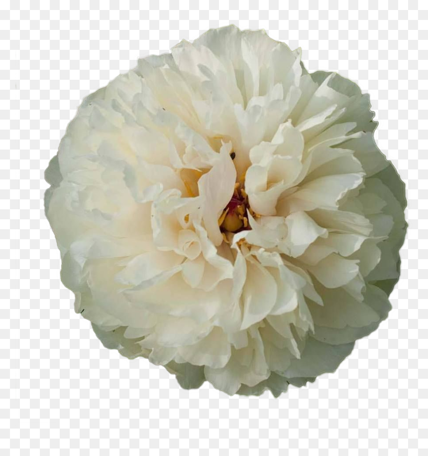 Ballerina Peony, HD Png Download - vanilla flower png