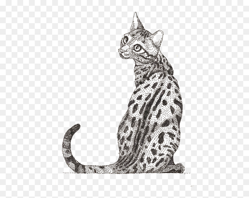 Ocicat, HD Png Download - lion roaring png