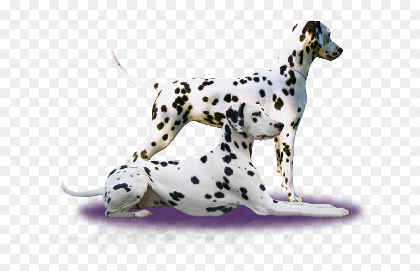 Dalmatian , Png Download - Dalmatian, Transparent Png - dalmatian png