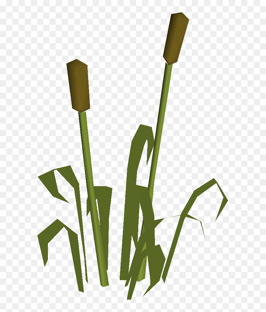 Old School Runescape Wiki - Osrs Reed, HD Png Download - reeds png