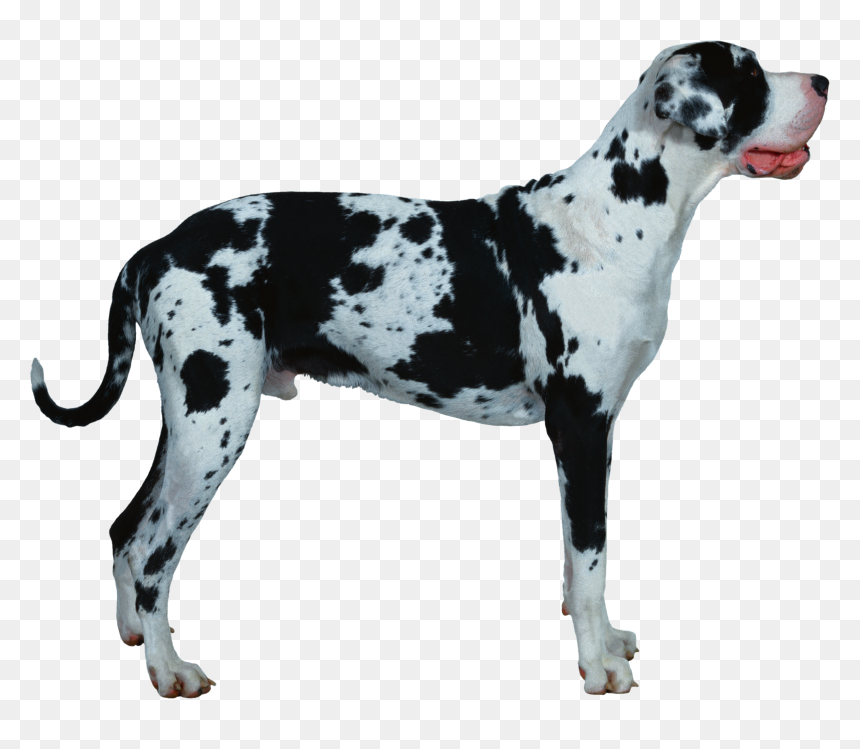 Dog Png - Gran Danes, Transparent Png - dalmatian png