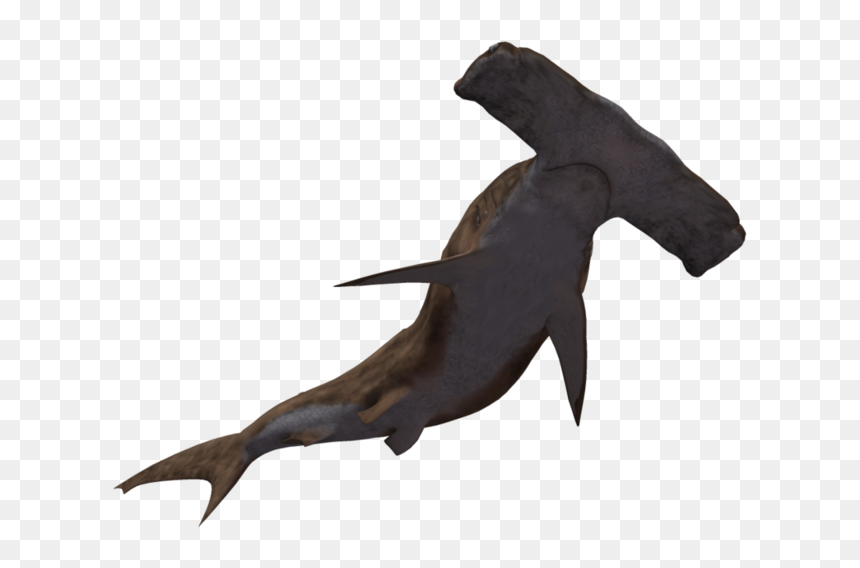 Hammerhead Shark 08 By Wolver - Hammerhead Shark Silhouette Free, HD Png Download - hammerhead shark png