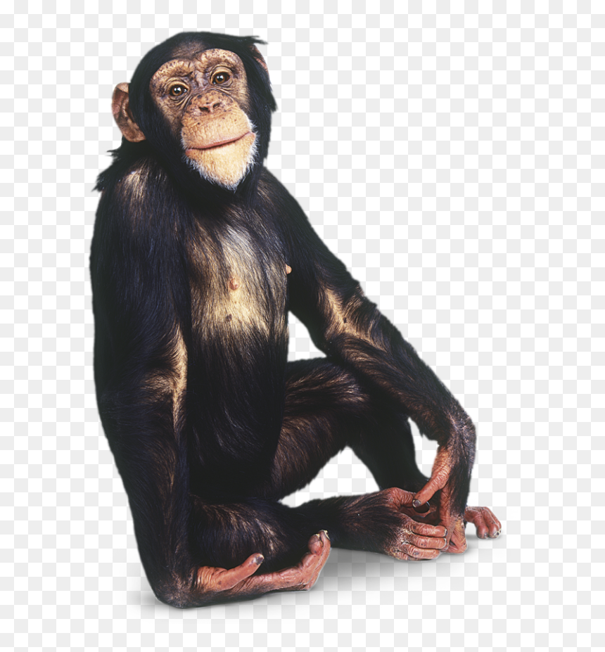 Download Animals Monkey Png Transparent Images Transparent - Transparent Chimpanzee Png, Png Download - funny monkey png