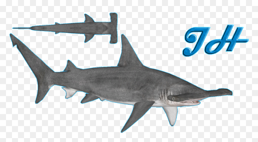 Great Hammerhead Shark - Zoo Tycoon 2 Hammerhead Shark, HD Png Download - hammerhead shark png