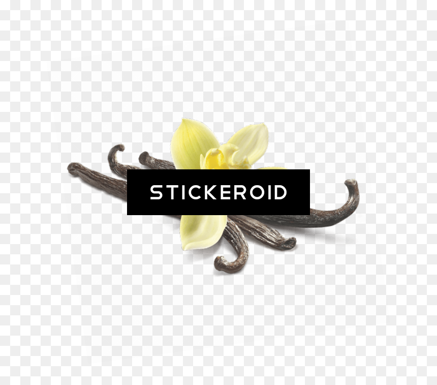 Vanilla Flower Download Free Clip Art With A Transparent - Artificial Flower, HD Png Download - vanilla flower png