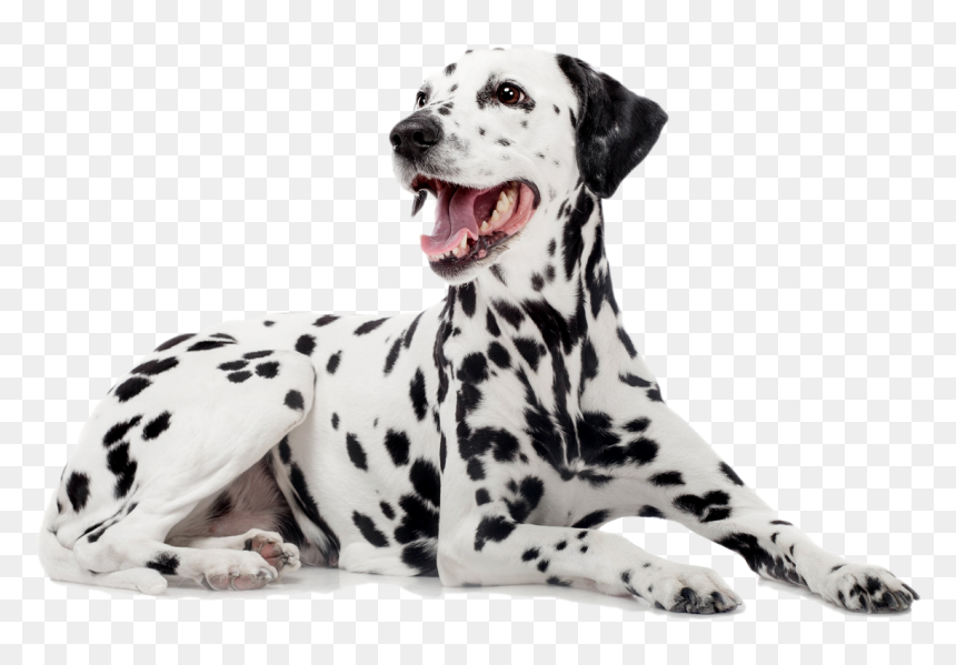 Dalmatian - Full Grown Dalmatian Size, HD Png Download - dalmatian png