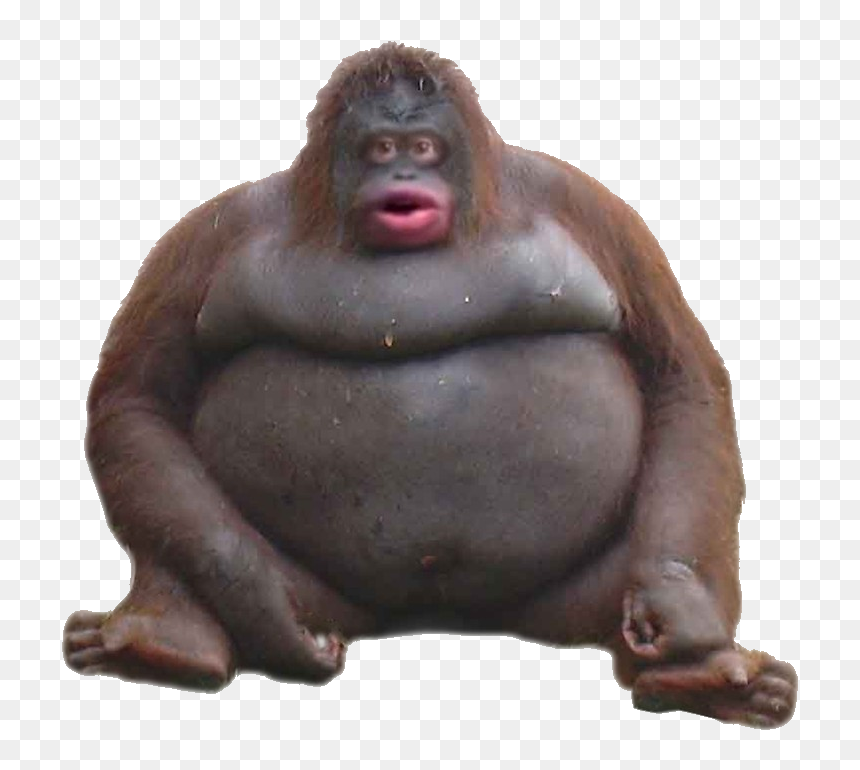 Mammal Primate Head Orangutan Common Chimpanzee Human - Uh Oh Stinky Monkey, HD Png Download - funny monkey png