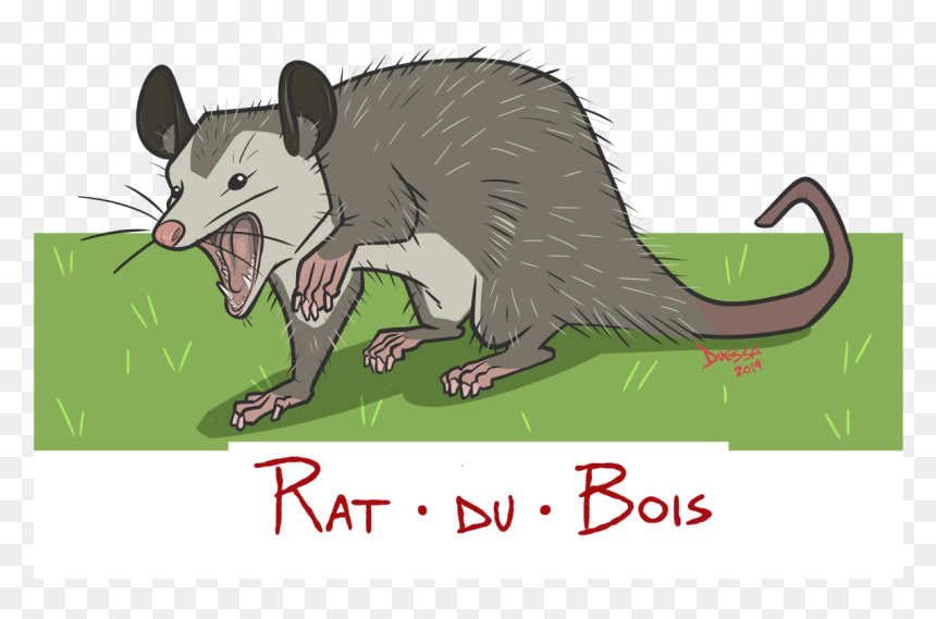 Over On Cajunwords, My Most Popular Post Above All - Rat, HD Png Download - opossum png