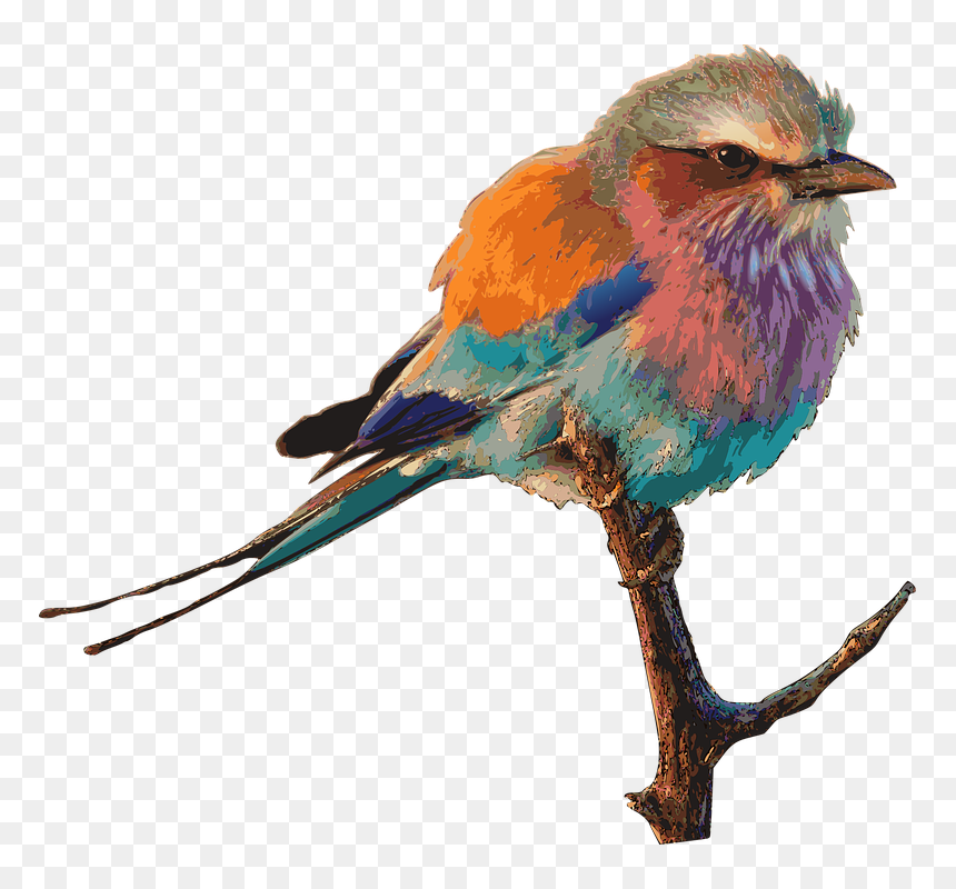 Bird Bright Color Drawing - Pretty Birds, HD Png Download - tweety bird png