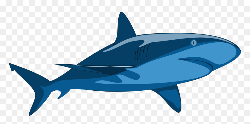 Marine Mammal,shark,whales Dolphins And Porpoises - Vector Clip Art Shark, HD Png Download - hammerhead shark png