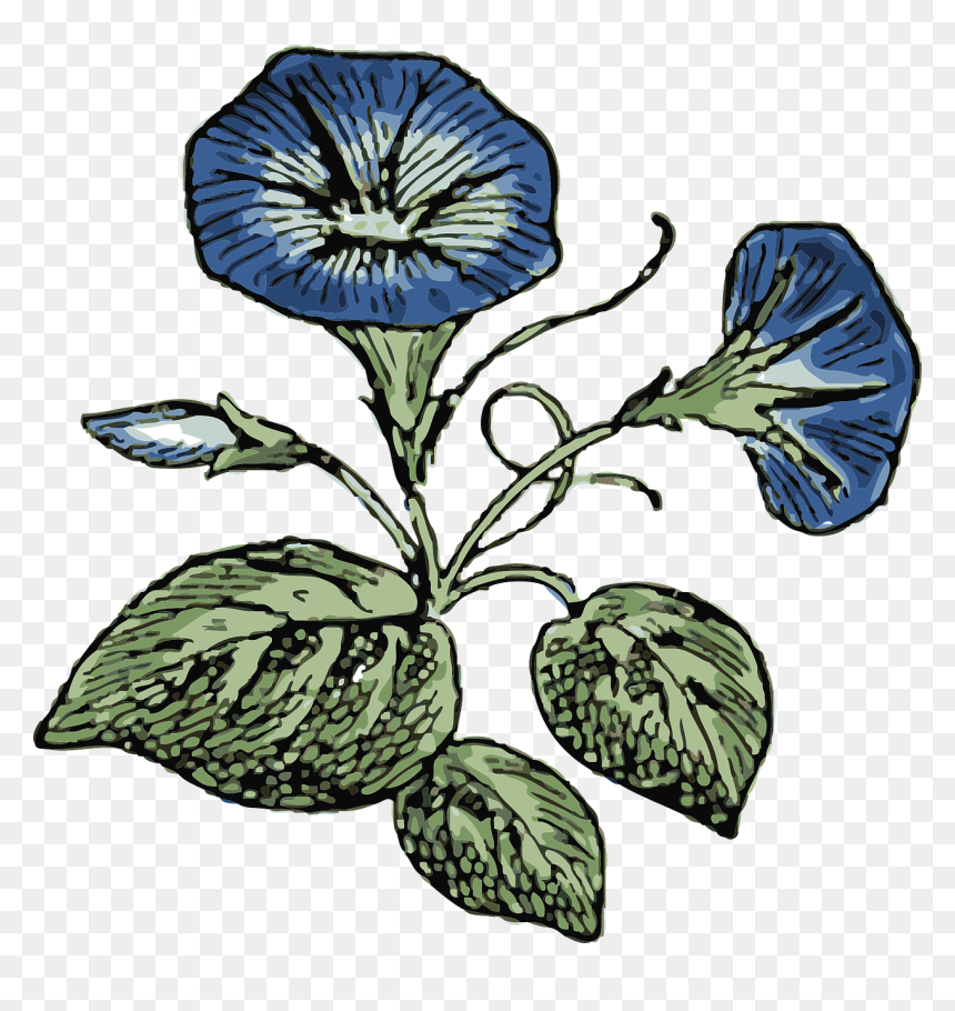 Morning Glory Clip Art, HD Png Download - morning png