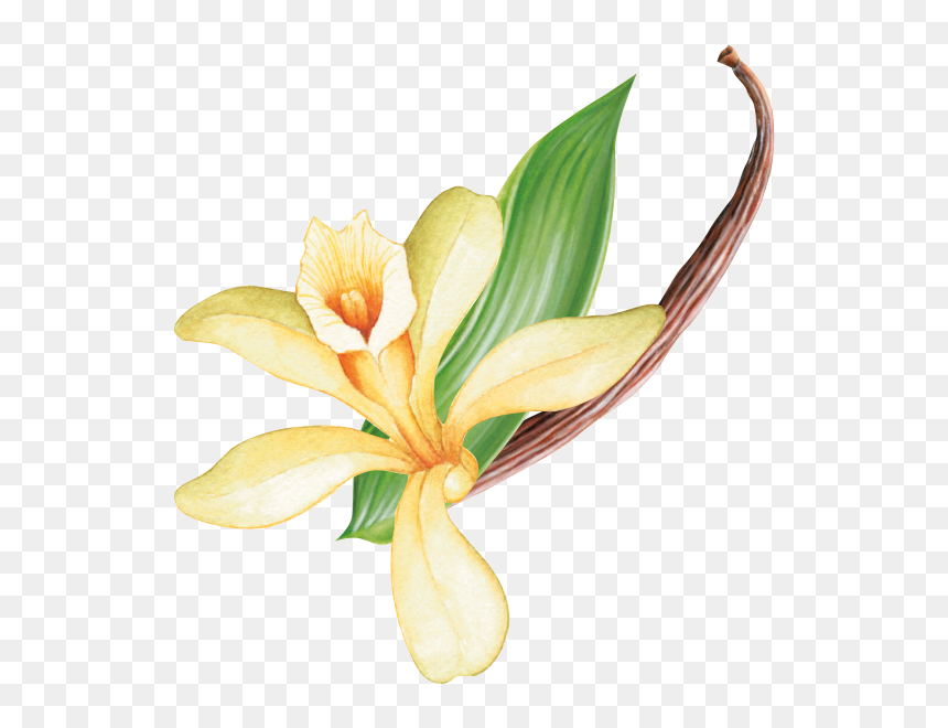 Kaffee Grafik - Lily, HD Png Download - vanilla flower png