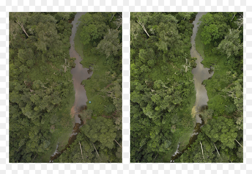 Grass, HD Png Download - aerial tree png