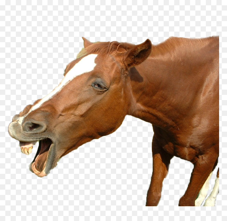 Funny Horse Png, Transparent Png - horse face png