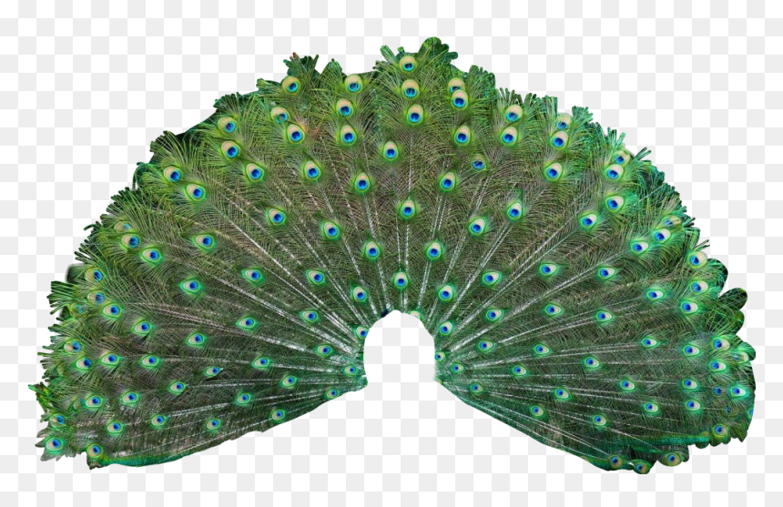 #peacock #tail #colorful #girly #amazing #feathers - Imagen De Un Pavo Real, HD Png Download - peacock tail png