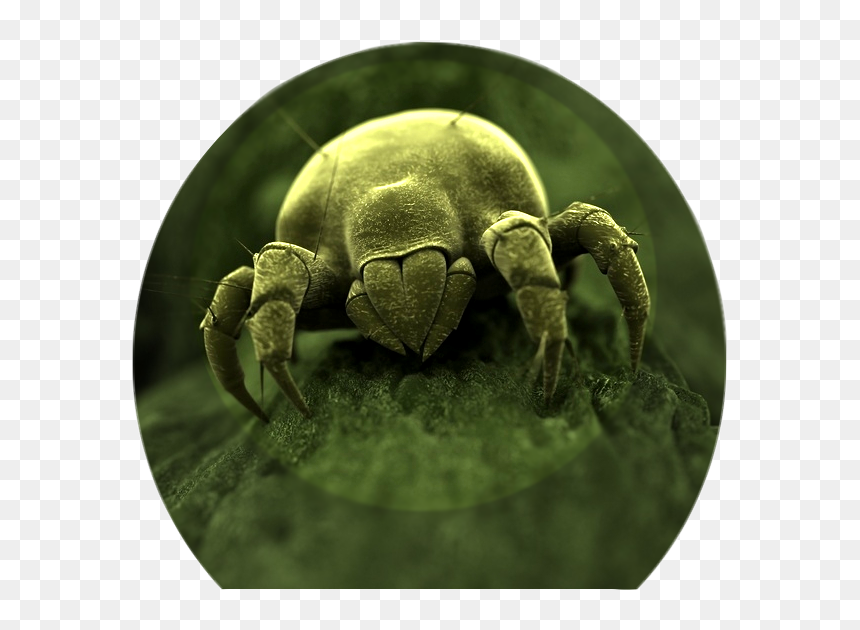 Dust Mites Love Fungi - Close Up Of Germs, HD Png Download - germs png