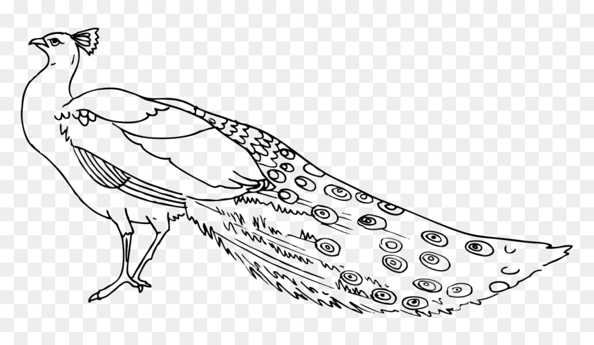 Transparent Peacock Tail Png - Clip Art Black And White Peacock, Png Download - peacock tail png