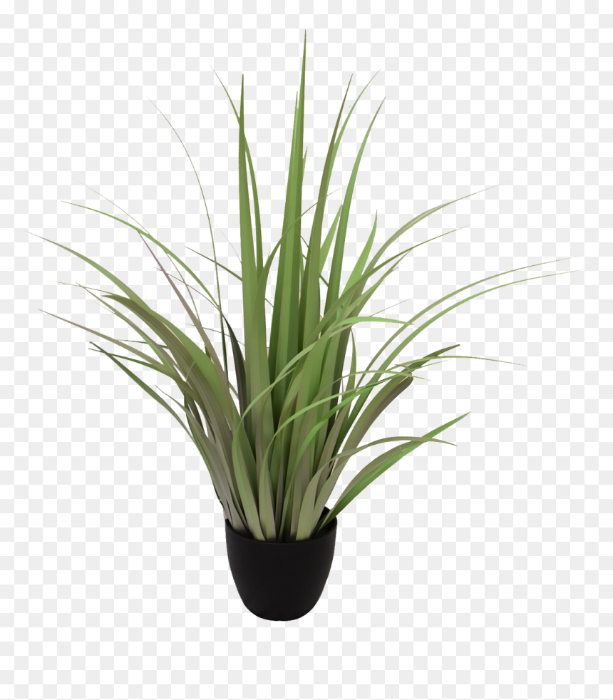Light Green Reeds - Sweet Grass, HD Png Download - reeds png