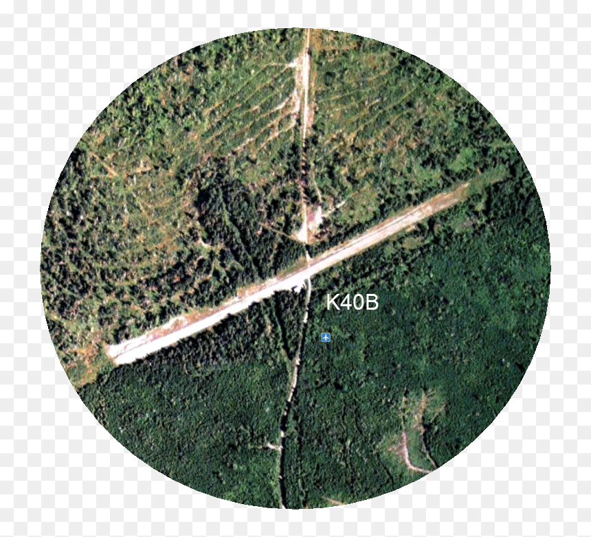 Tree, HD Png Download - aerial tree png