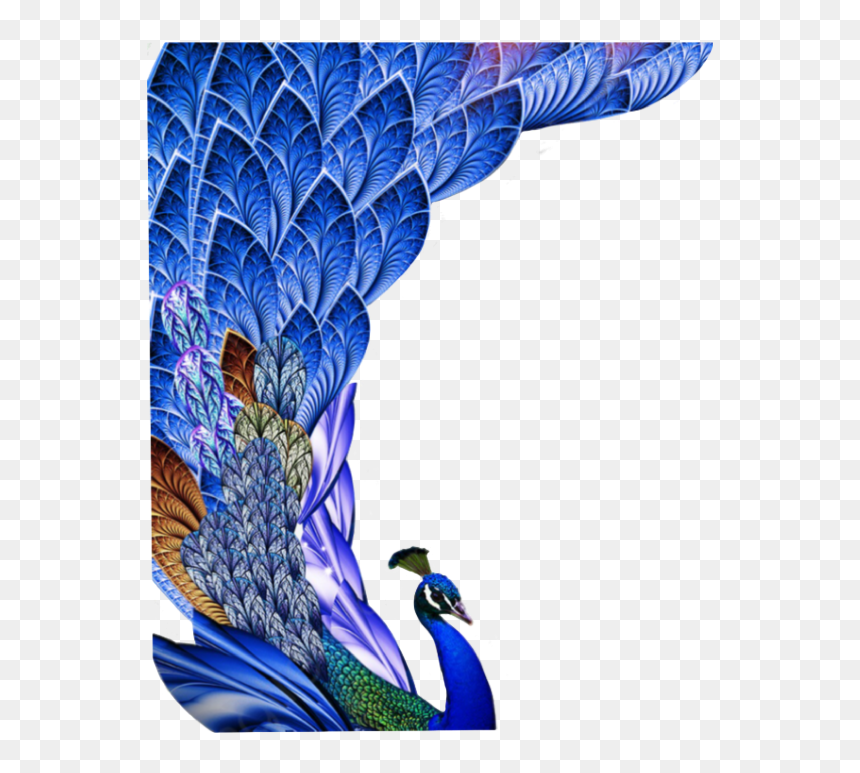 Transparent Peacock Feather Clipart - Peacock Feather Images Hd Free Download, HD Png Download - peacock tail png
