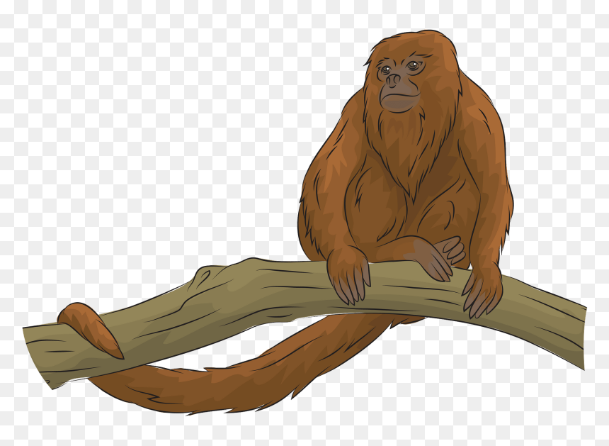 Rhesus Macaque, HD Png Download - funny monkey png