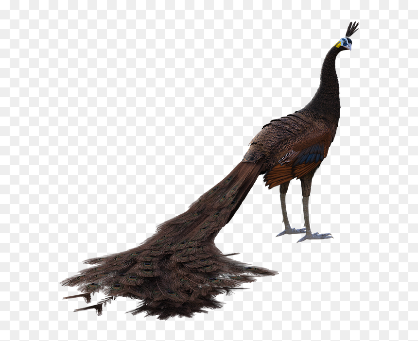 Peafowl, HD Png Download - peacock tail png