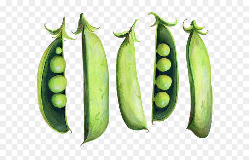 Peas Drawing Green Bean - Snap Pea Illustration, HD Png Download - green bean png