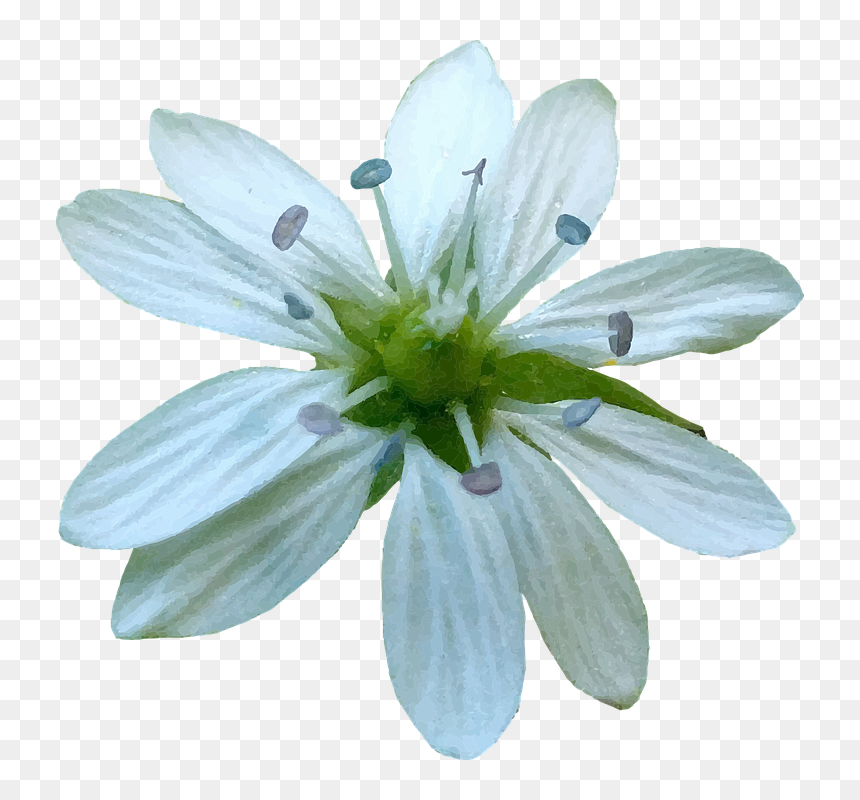 African Daisy, HD Png Download - white flower vector png