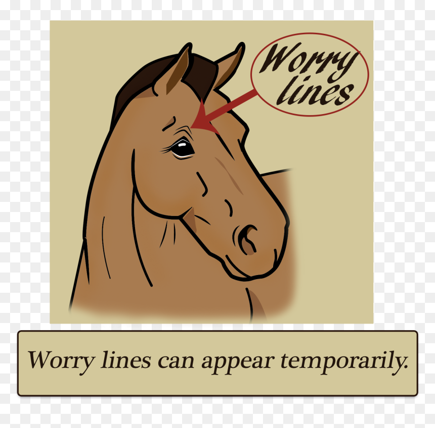 Sorrel, HD Png Download - horse face png