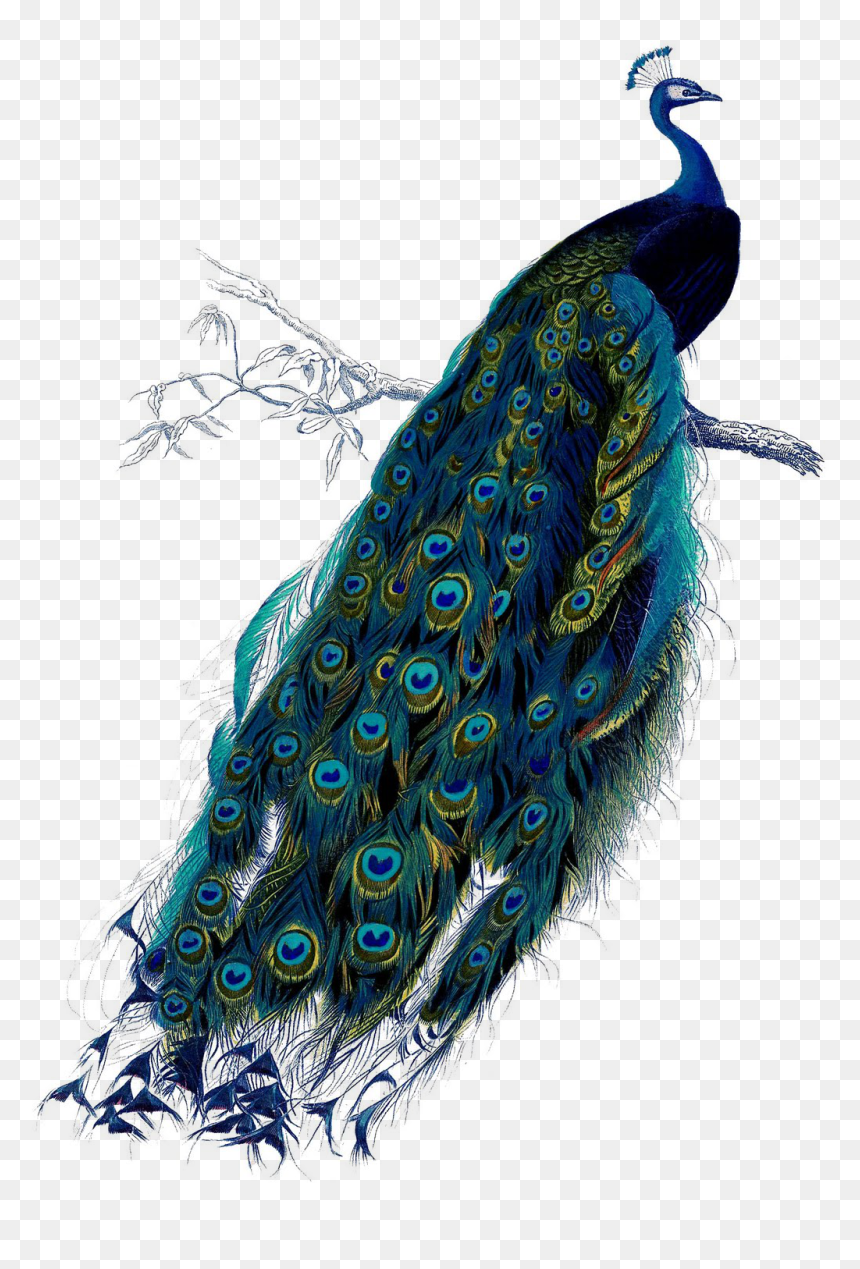 Peacock Vintage Illustration, HD Png Download - peacock tail png