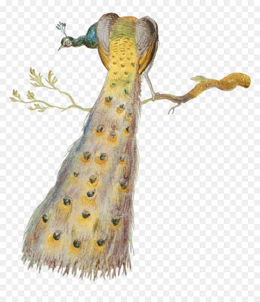 Birds And Monkeys On The Tree, HD Png Download - peacock tail png