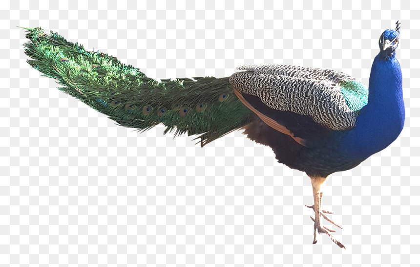 Male Peacock - Peafowl, HD Png Download - peacock tail png