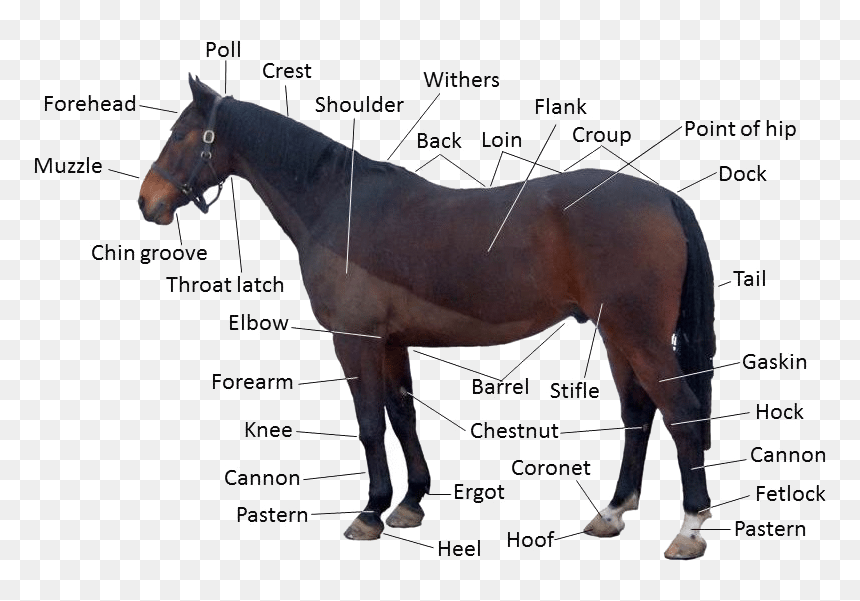 Poll Evil In Horse, HD Png Download - horse face png