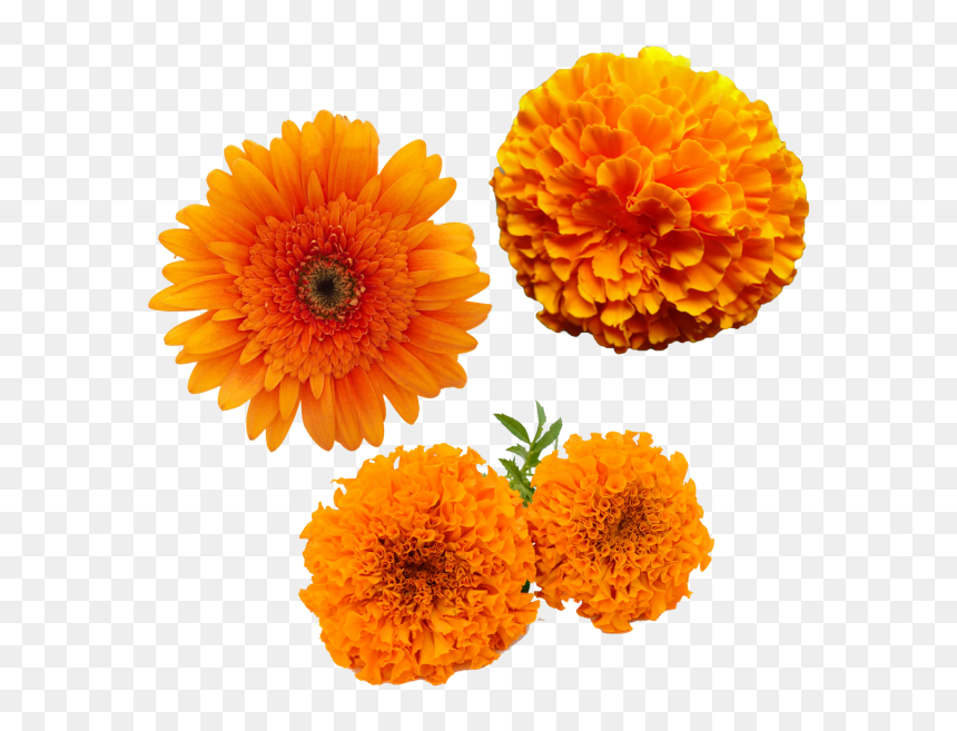 Merigold Flower, Transparent Merigold Flower, Yellow - Transparent Marigold Flower Png, Png Download - zendu flower png