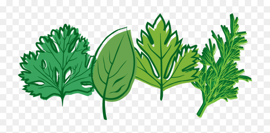 Herbs Picture - Herb Clipart Png, Transparent Png - spices clipart png