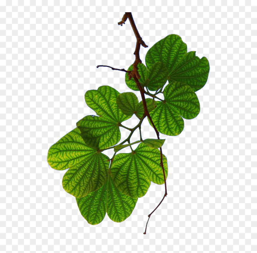 Leaves - เม ย์ ลี่ ตรา ไฮ บี อิ้ ง, HD Png Download - save earth png