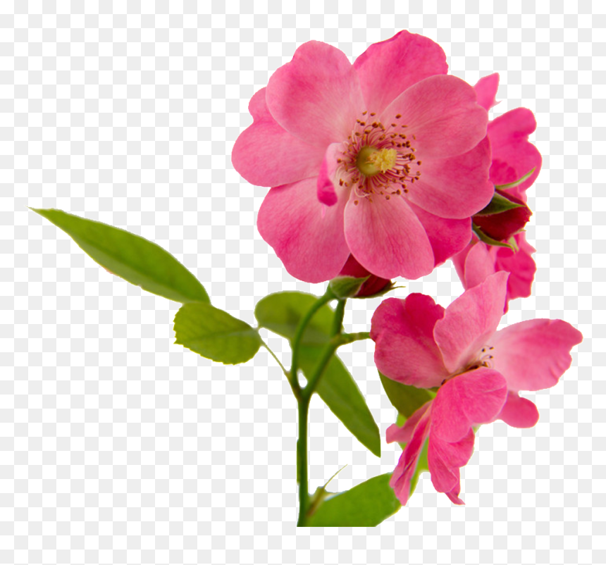 Pink Flowers Beautiful Png Hd Powerpoint Download Png - Rosa Canina Png, Transparent Png - beautiful png images