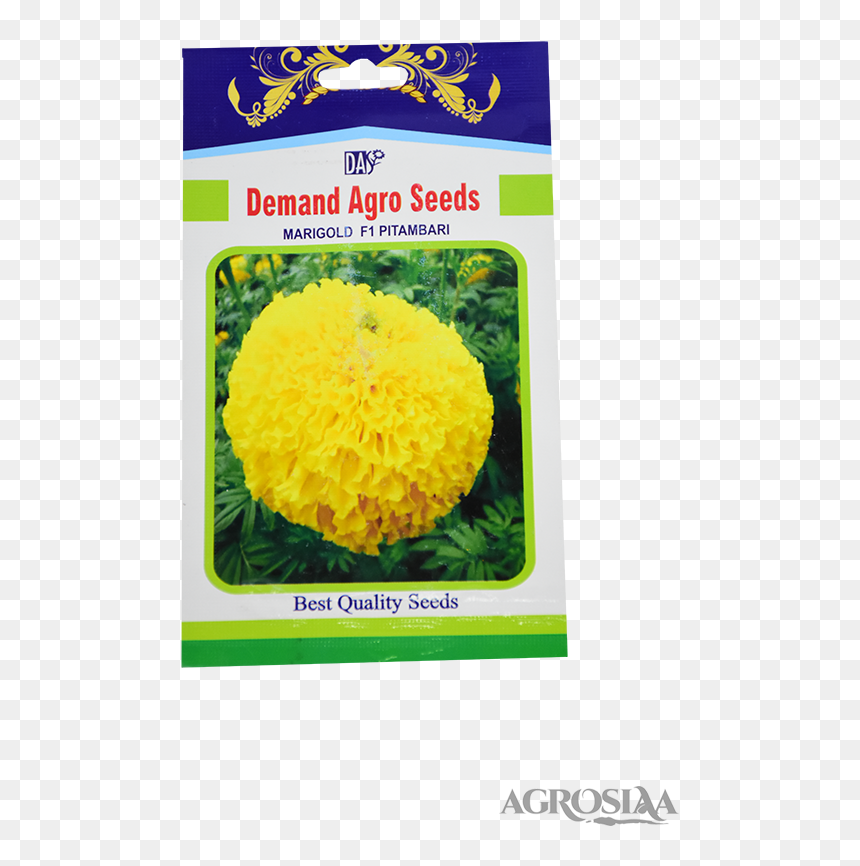 English Marigold, HD Png Download - zendu flower png