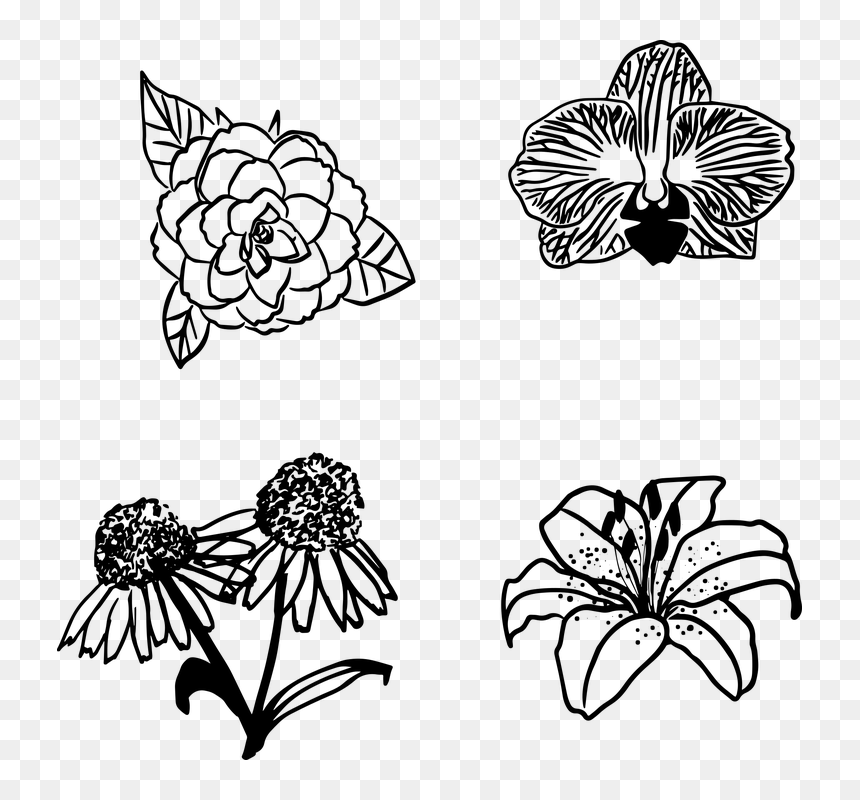 Drawing, HD Png Download - flower leaf png