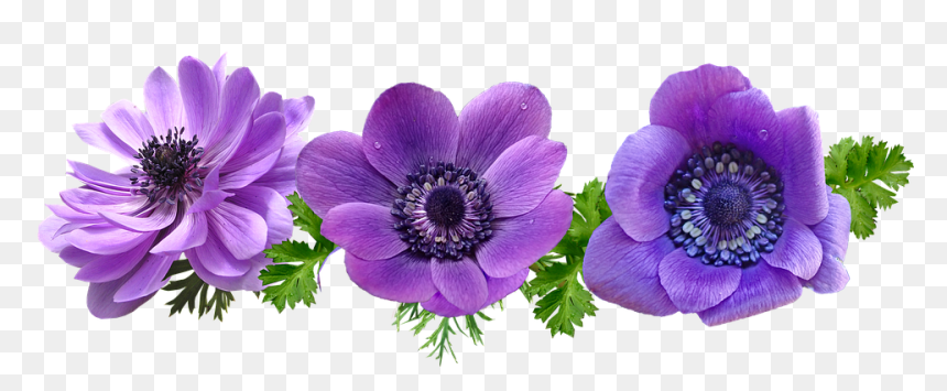 Windflower, HD Png Download - flower leaf png