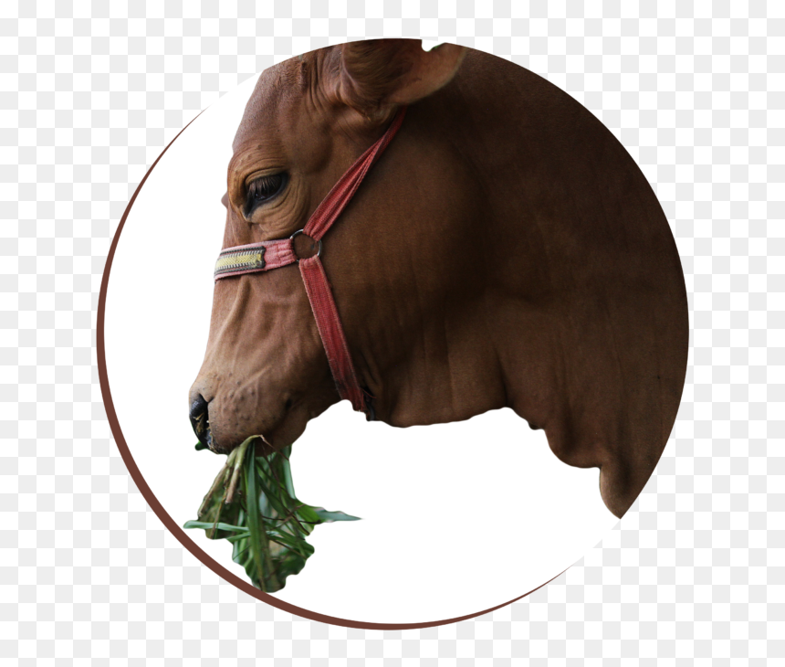 Sorrel, HD Png Download - indian cow images png