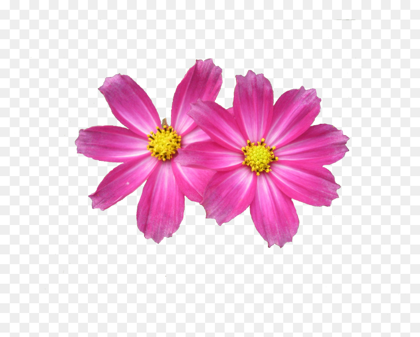 Grass With Pink Flowers Png, Transparent Png - zendu flower png