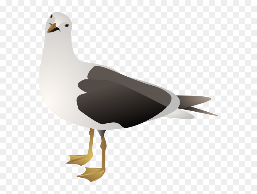 Download Gull Bird Png Transparent Images Transparent - Seagull Clip Art, Png Download - victor png