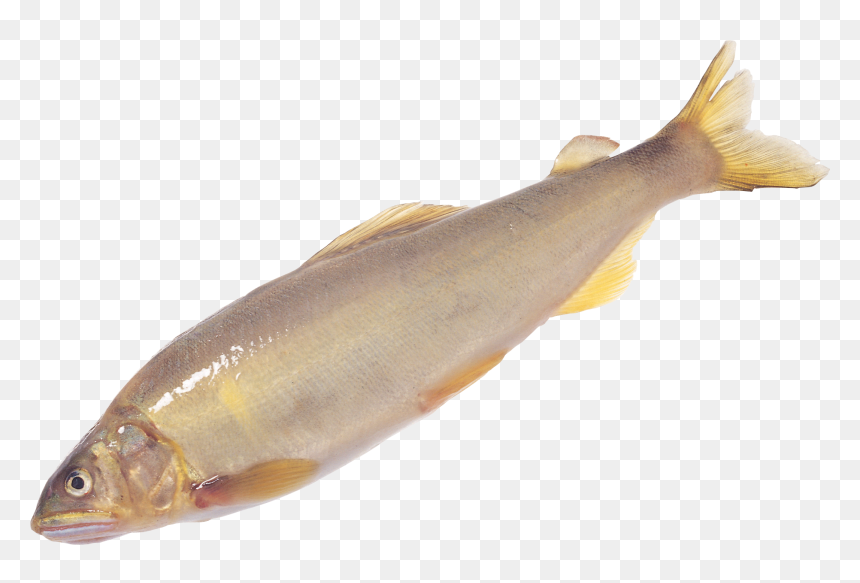 Fish Png - 黄鱼, Transparent Png - sea fish png