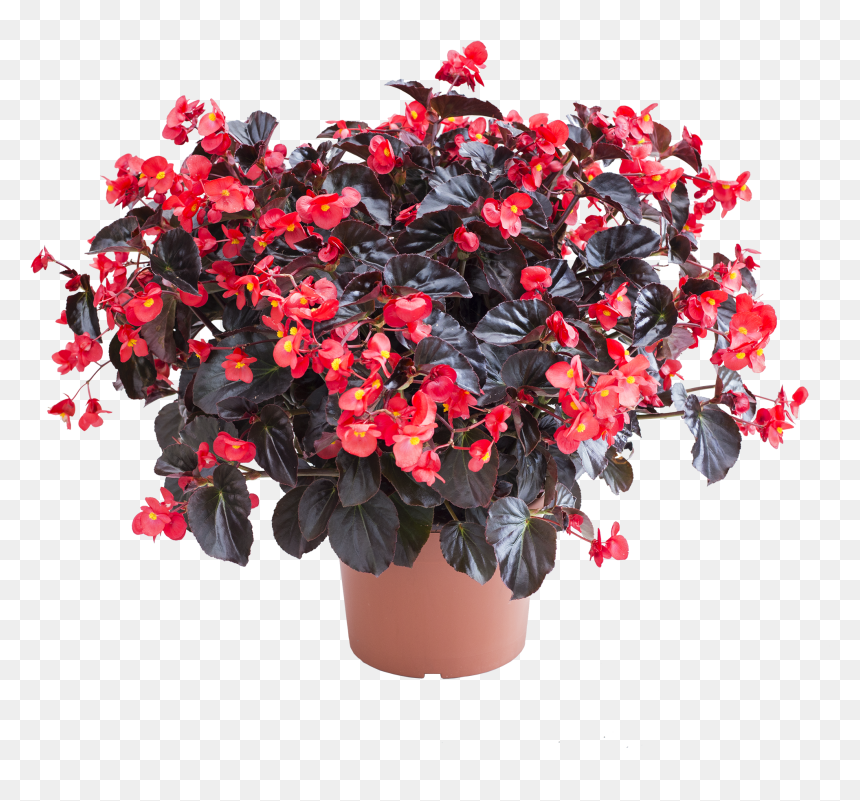 Begonia Viking, HD Png Download - red flower crown png