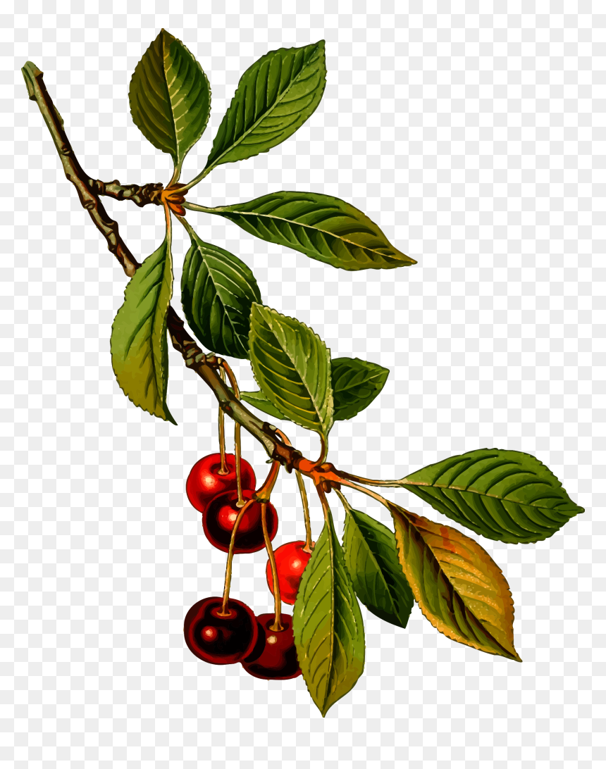 Prunus Cerasus, HD Png Download - cherry blossom vector png