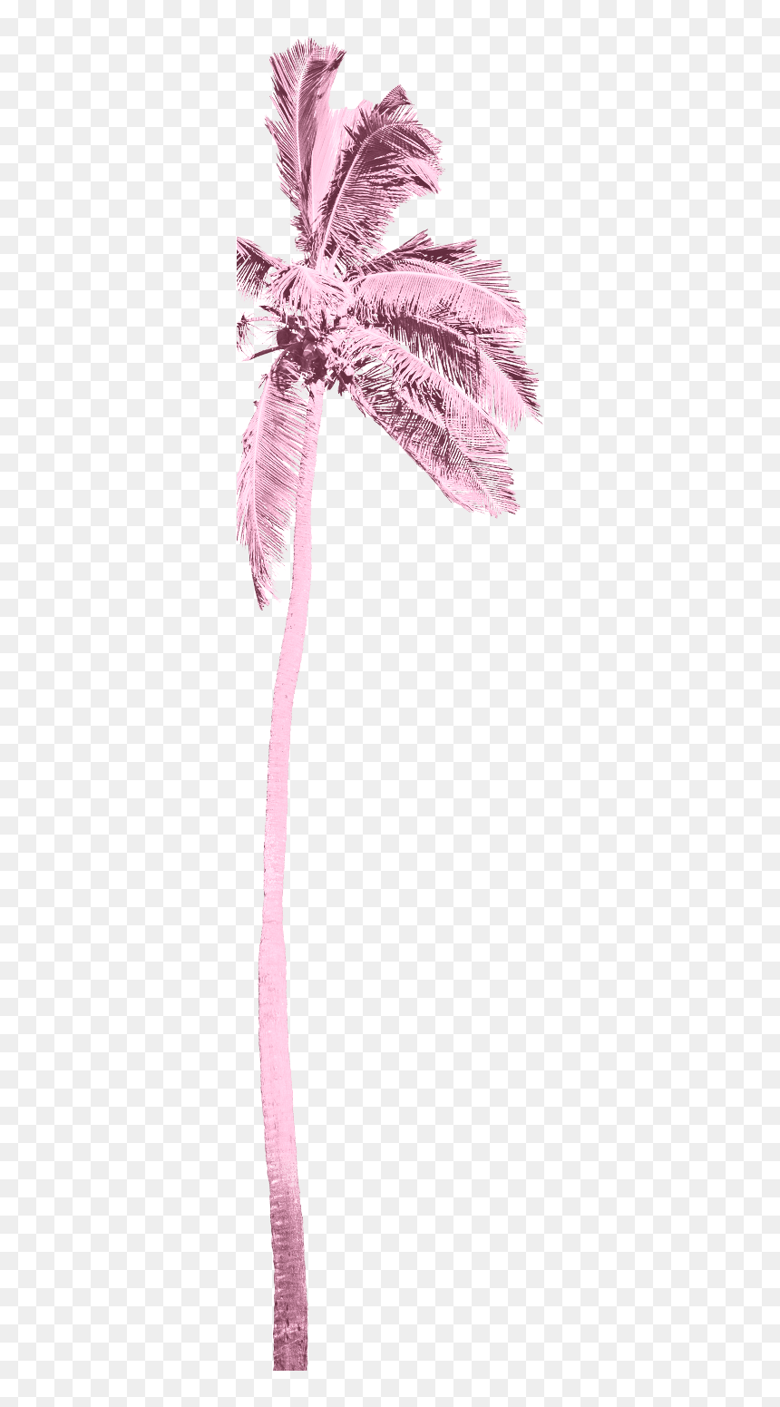 Ribbon, HD Png Download - mean girls png
