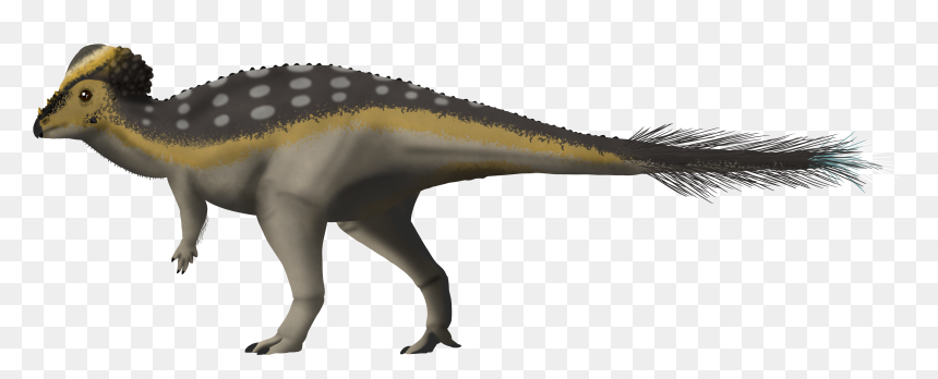 Pachycephalosaurus Paleoart, HD Png Download - dilophosaurus png